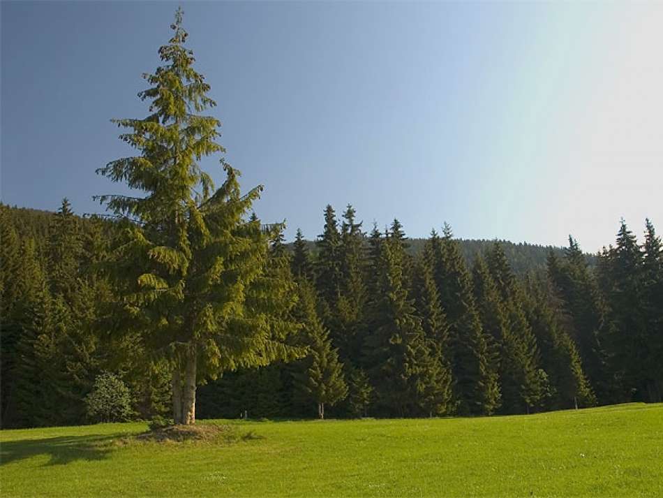 CHARAKTERYSTYKA DREWNA ŚWIERKOWEGO