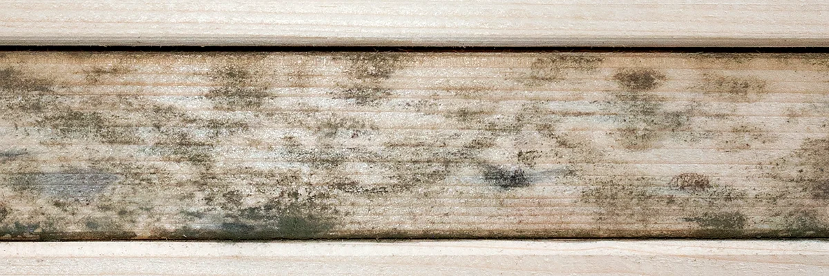 Grzyby atakujące drewno świerkowe Grzyby atakujące drewno świerkowe
